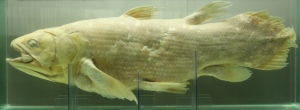 Coelacanth in Leuven bijgeknipt